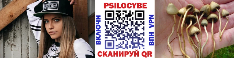 что такое   Стародуб  Галлюциногенные грибы MAGIC MUSHROOMS 